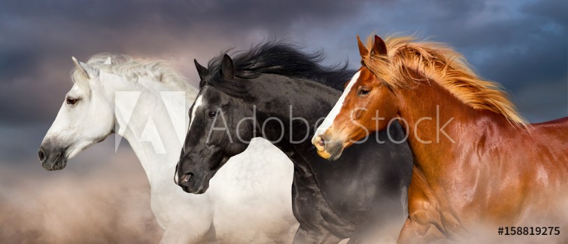 Picture of Horse herd portrait run fast against dark sky in dust
